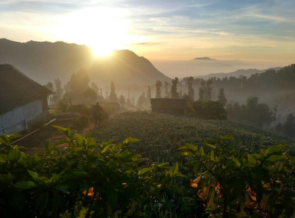 Bromo Otix Guest House エクステリア 写真
