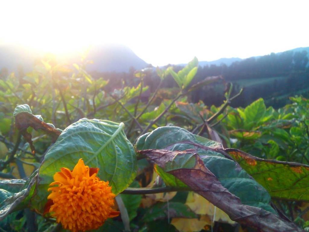 Bromo Otix Guest House エクステリア 写真