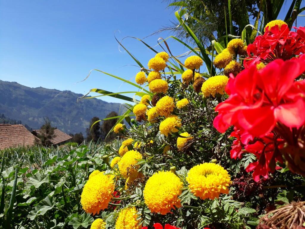Bromo Otix Guest House エクステリア 写真